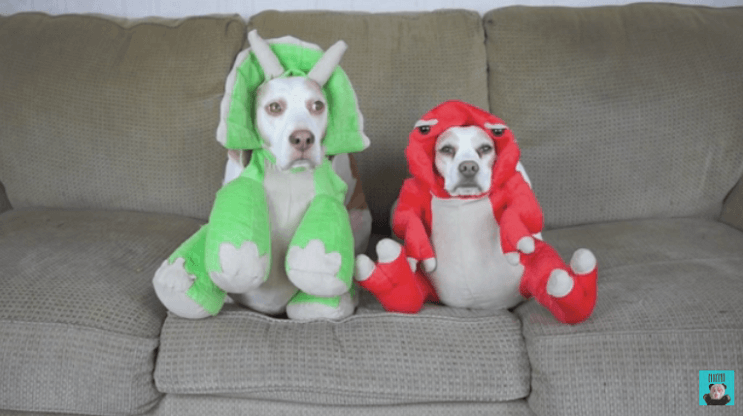 estos-perros-se-ganaron-el-carino-de-internet-por-los-divertidos-trajes-con-los-que-los-han-disfrazado-dinosaurios