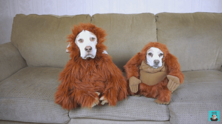 estos-perros-se-ganaron-el-carino-de-internet-por-los-divertidos-trajes-con-los-que-los-han-disfrazado-monos