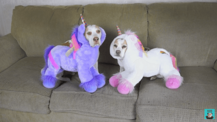 estos-perros-se-ganaron-el-carino-de-internet-por-los-divertidos-trajes-con-los-que-los-han-disfrazado-unicornio