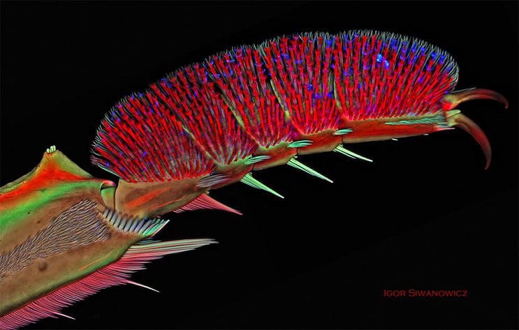 las-increibles-imagenes-de-insectos-tras-un-microscopio-de-escaneo-laser-por-igor-siwanowicz-06