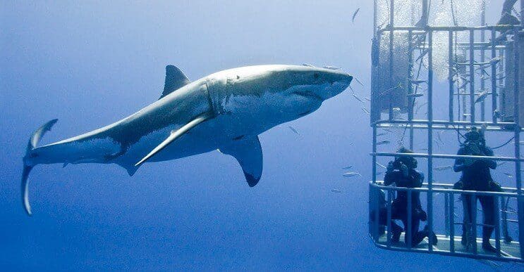 tiburon-se-metio-a-la-jaula-de-proteccion-y-nos-ensena-por-que-no-es-bueno-meterse-con-ellos