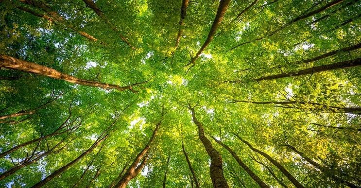 Un estudio demuestra que los árboles eligen a sus amigos y que se cuidan  entre ellos mismos - mott.pe