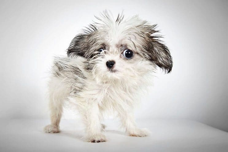 fotografo-hace-con-perros-abandonados-una-gran-sesion-para-ayudarlos-a-que-sean-adoptados-1