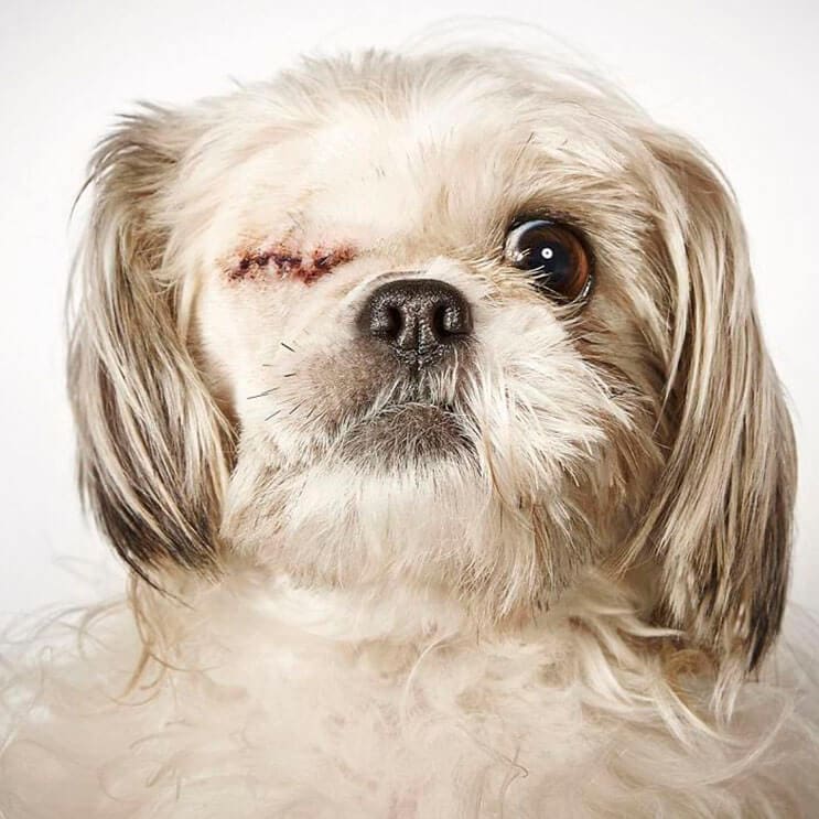 fotografo-hace-con-perros-abandonados-una-gran-sesion-para-ayudarlos-a-que-sean-adoptados-10