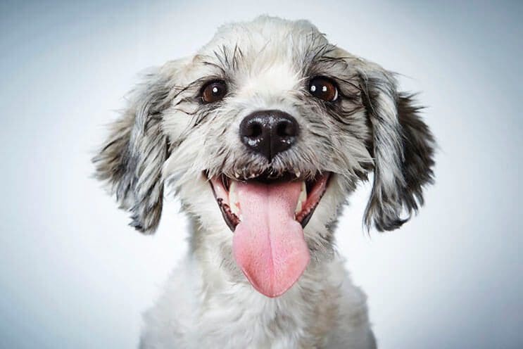 fotografo-hace-con-perros-abandonados-una-gran-sesion-para-ayudarlos-a-que-sean-adoptados-2