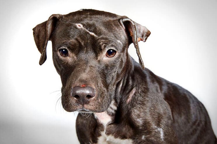 fotografo-hace-con-perros-abandonados-una-gran-sesion-para-ayudarlos-a-que-sean-adoptados-3