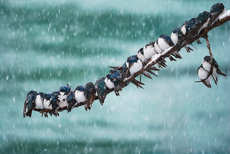 La belleza de las aves captadas por Keith Williams