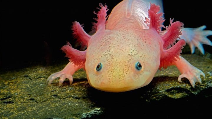 Ajolote, uno de los animales acuáticos en peligro de extinción