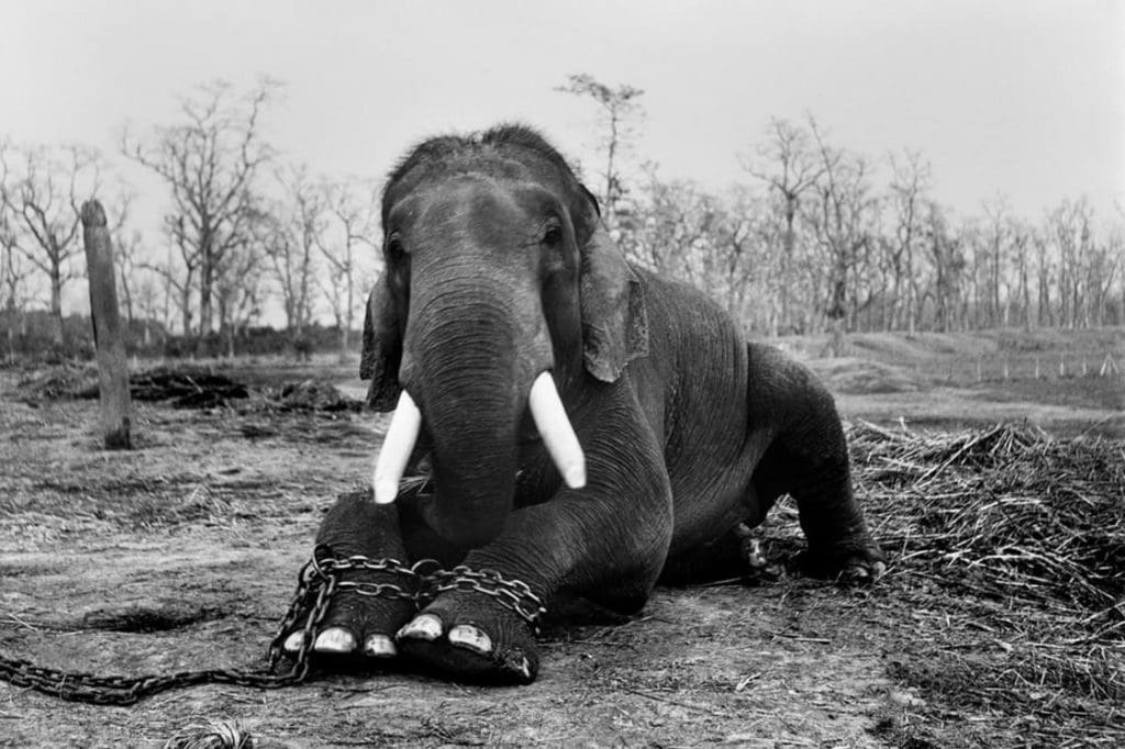 Elefante de Nepal