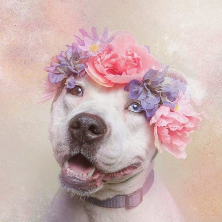 perro corona de flores
