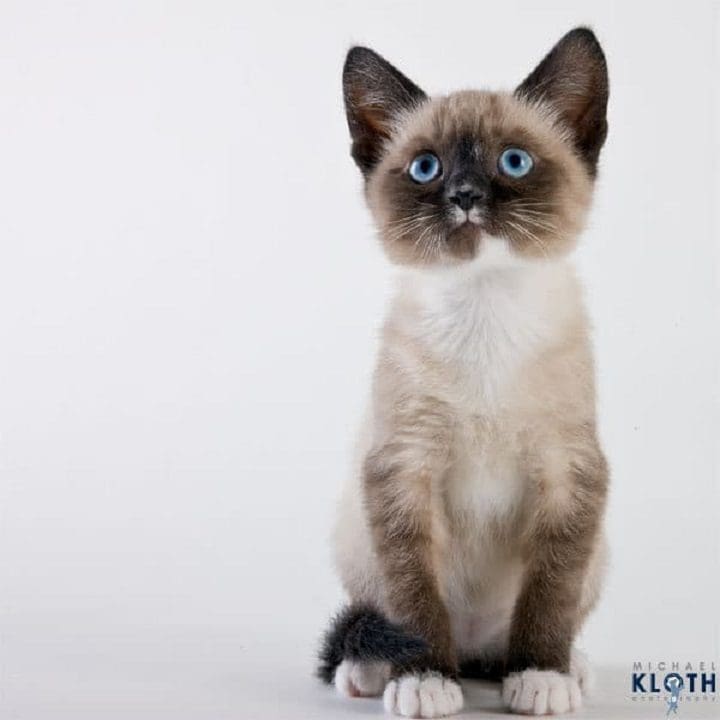 gato ojos azules