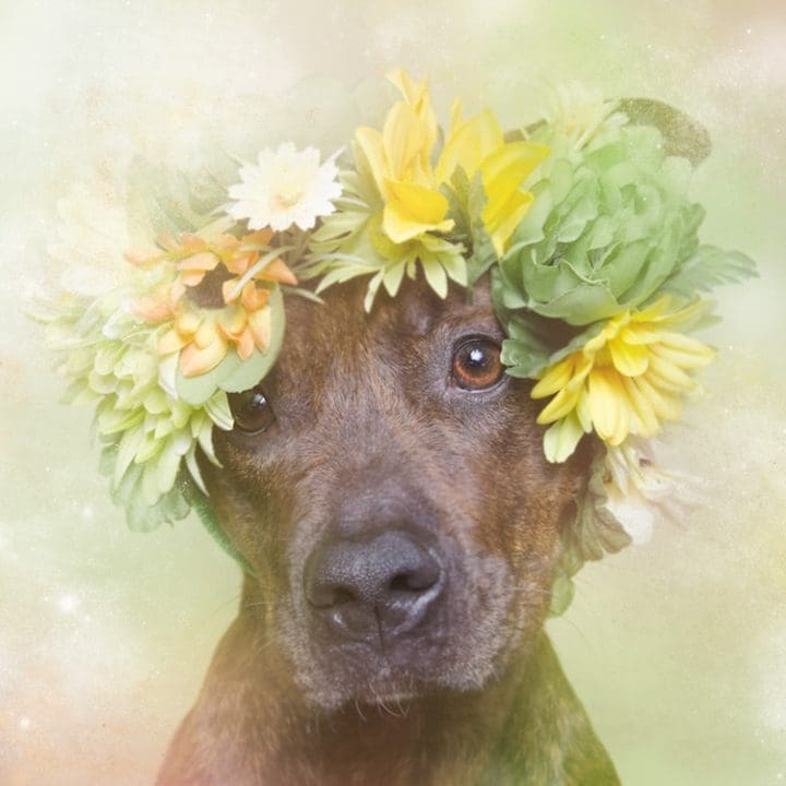 perro con flores