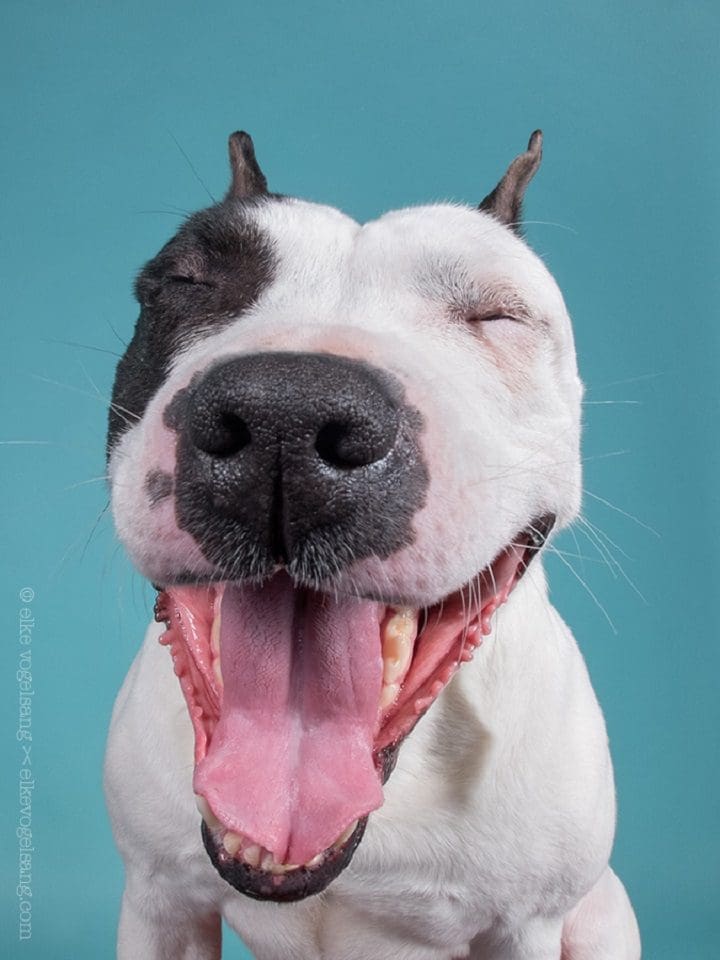 Perro feliz foto lengua