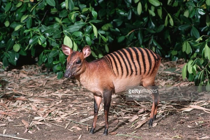 22 Fotos De Animales Raros Que Existen En El Mundo