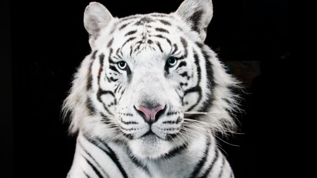 Fotografías de 7 especies de animales en peligro de extinción