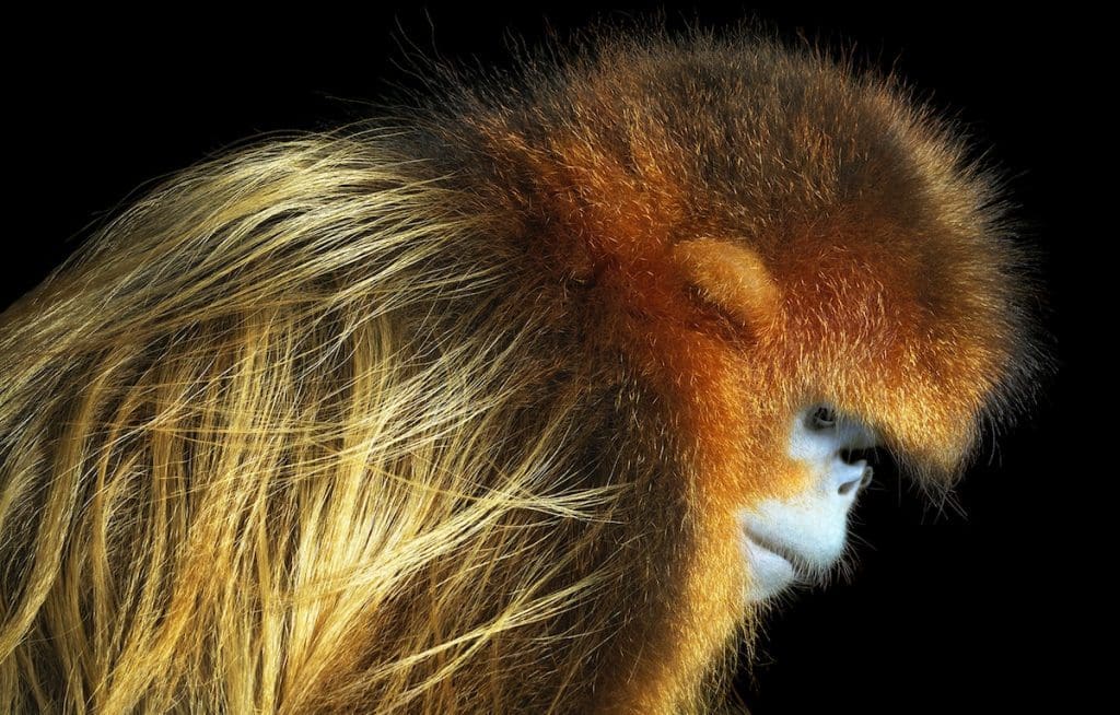 Mono dorado de nariz chata, codiciado por su hermoso pelaje