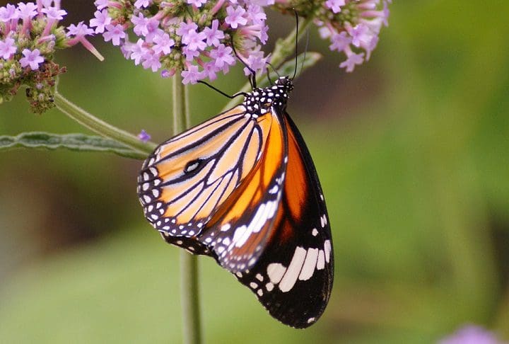 Crea contrastes de colores para tu fotografía de mariposas
