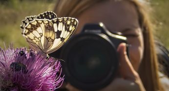 10 consejos para tomar las mejores fotografías de mariposas