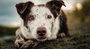 6 fotógrafos nos cuentan cómo crear una sesión de fotos con mascotas