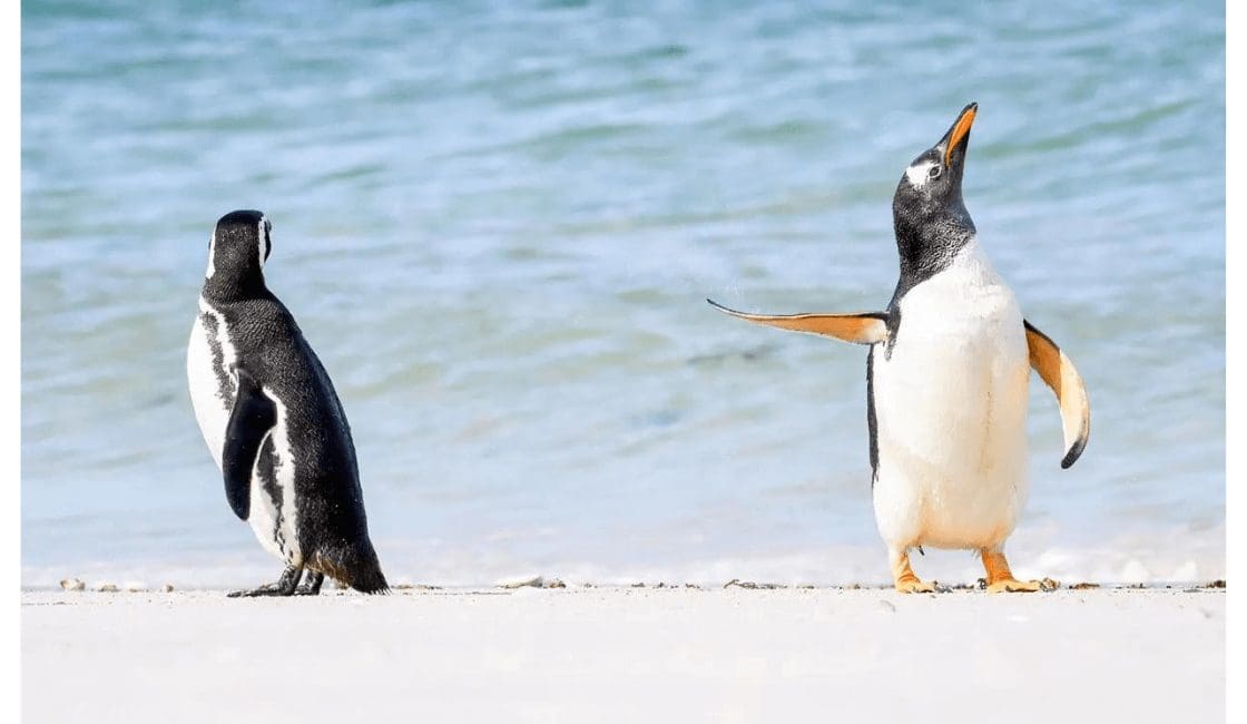 Las fotos que transmiten emociones alegres de animales 