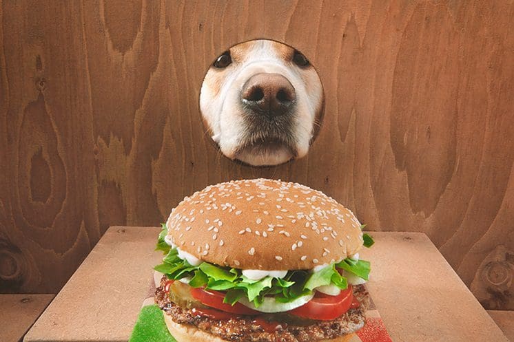 Burger King perro guía