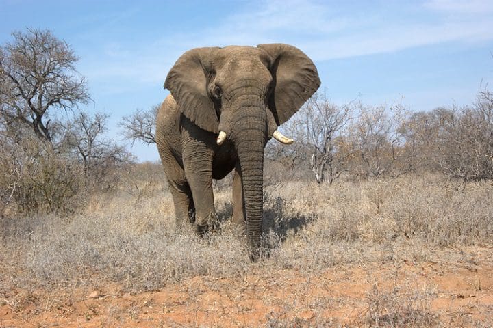 Elefante caminando