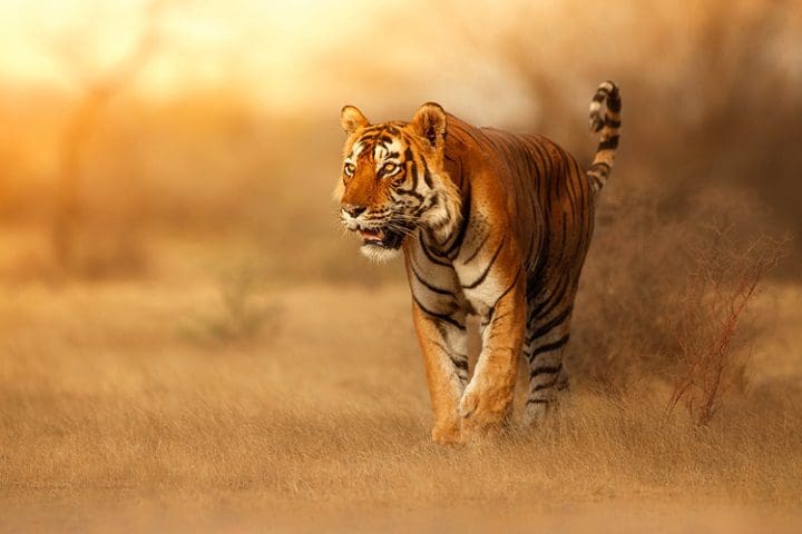 tigre en su hábitat