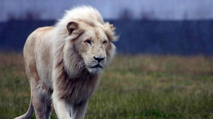 león caminando 