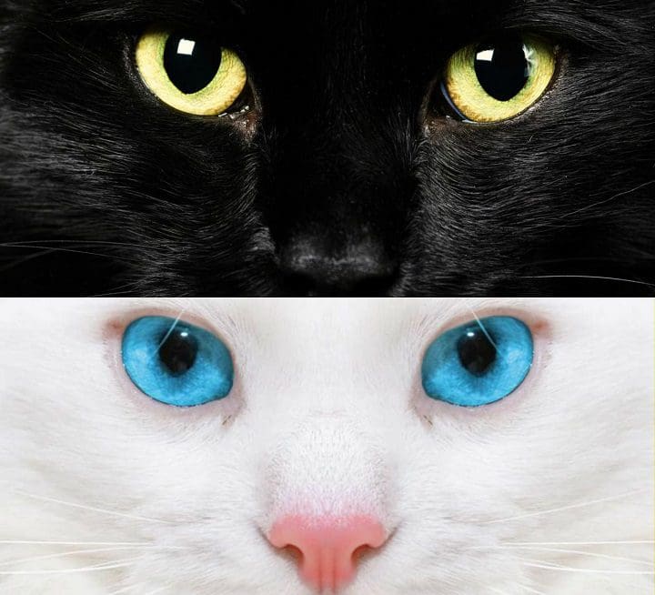 gatos negro y blanco 