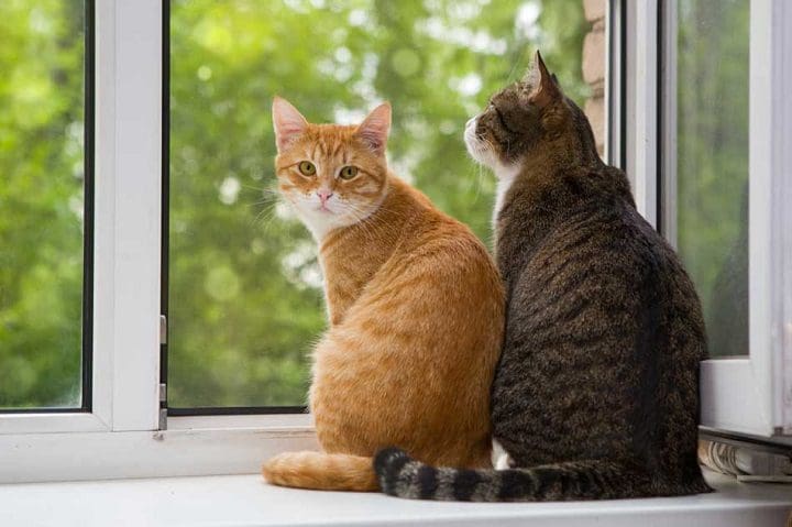 gatos divisando por la ventana 