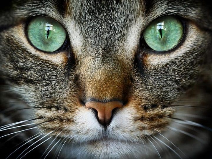 ojos de felino 