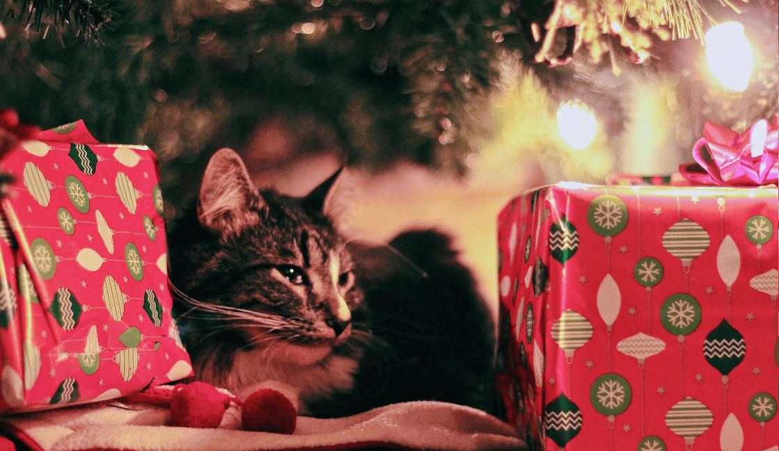 Aprovecha en hacer retratos en la sesión de fotos navideñas