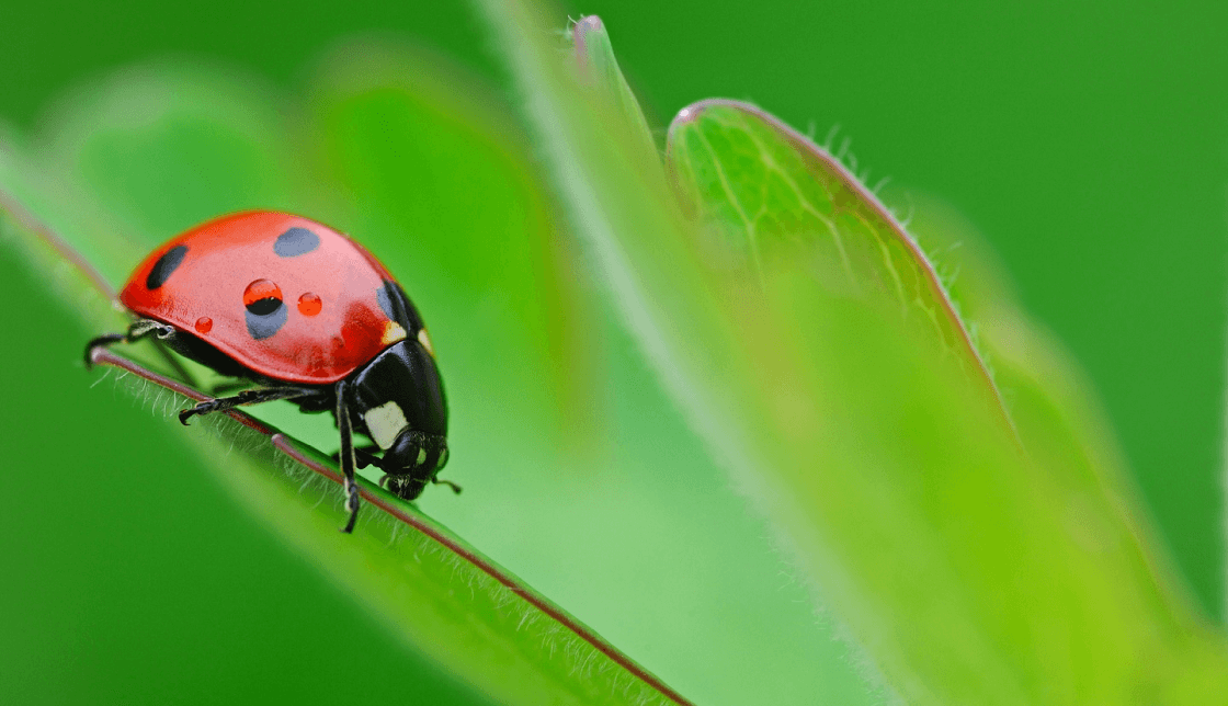 Aprende cómo manejar el centro de interés en la fotografía