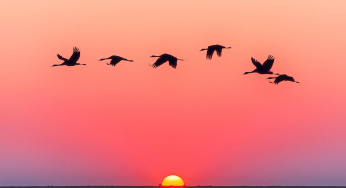 Los 10 consejos para saber cómo fotografiar aves en vuelo