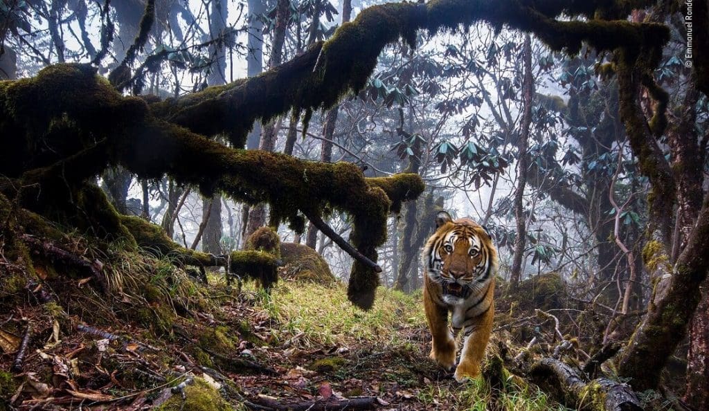 Las 25 Mejores Fotos De Animales Salvajes Del Mundo Que No Habias Visto