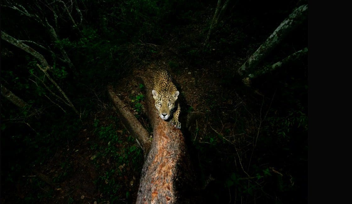 Las 25 Mejores Fotos De Animales Salvajes Del Mundo Que No Habias Visto