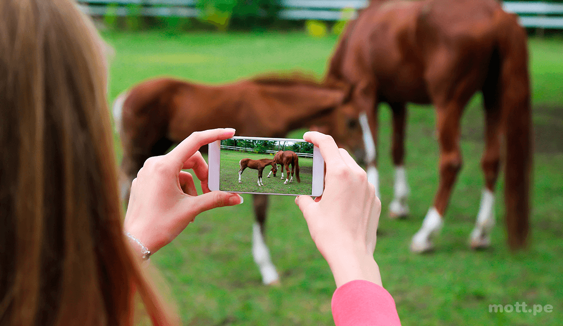 5-consejos-para-tomar-fotografías-de-caballos-1.png