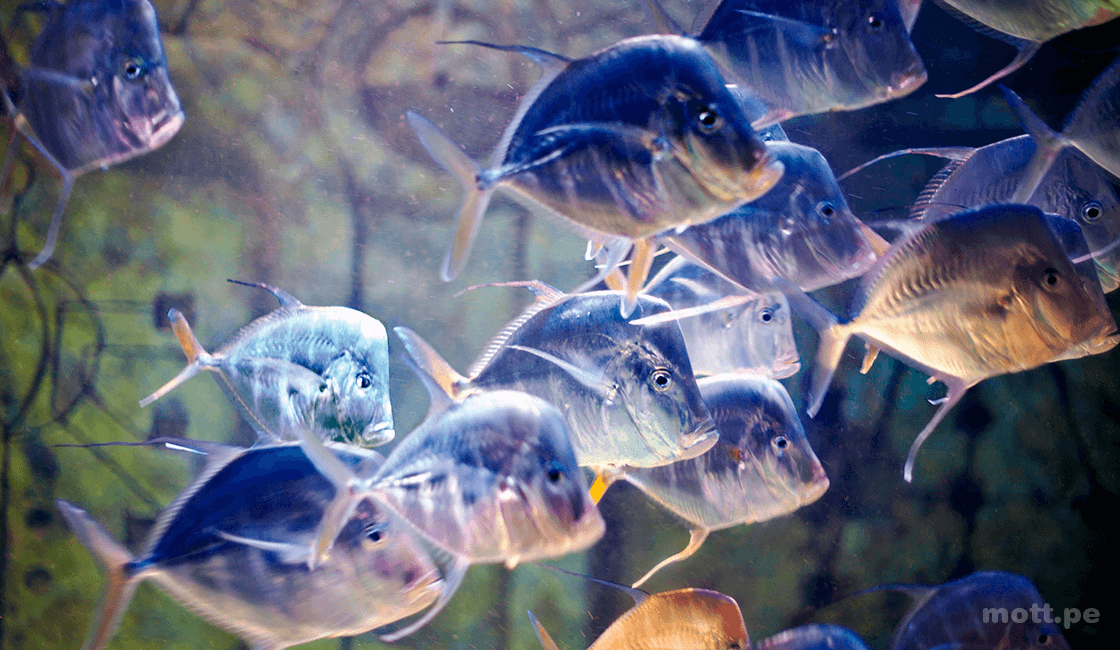 niveles de exposición en las fotos del acuario 