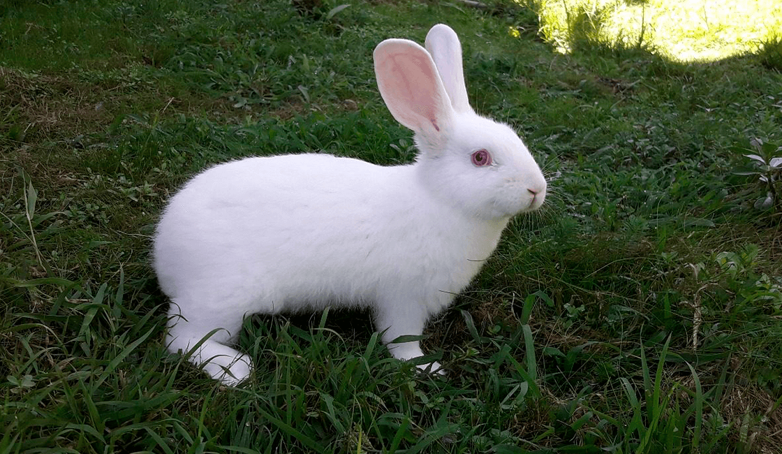 Cosas-que-ayudan-para-fotos-de-conejos-lindos