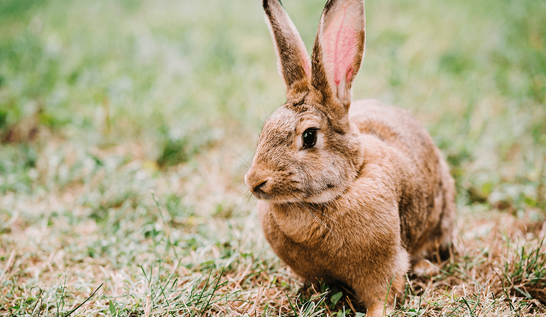 Encuentra-la-mejor-luz-al-aire-libre-para-tus-imágenes-de-conejos-reales
