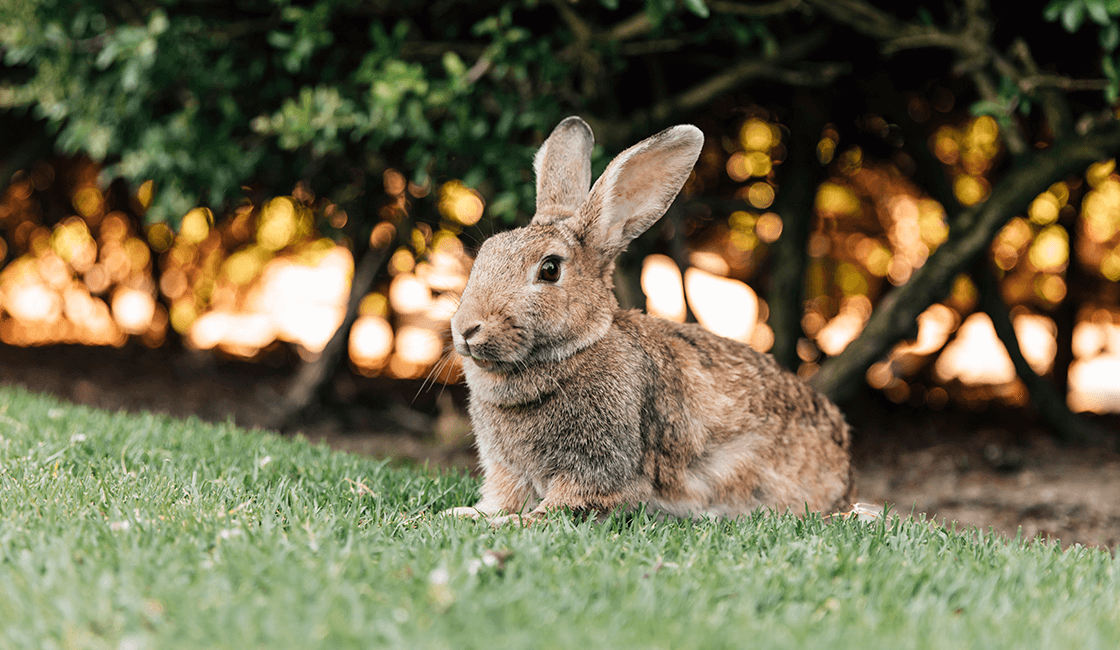 Tips-para-tomar-buenas-fotos-de-conejos-que-encantarán