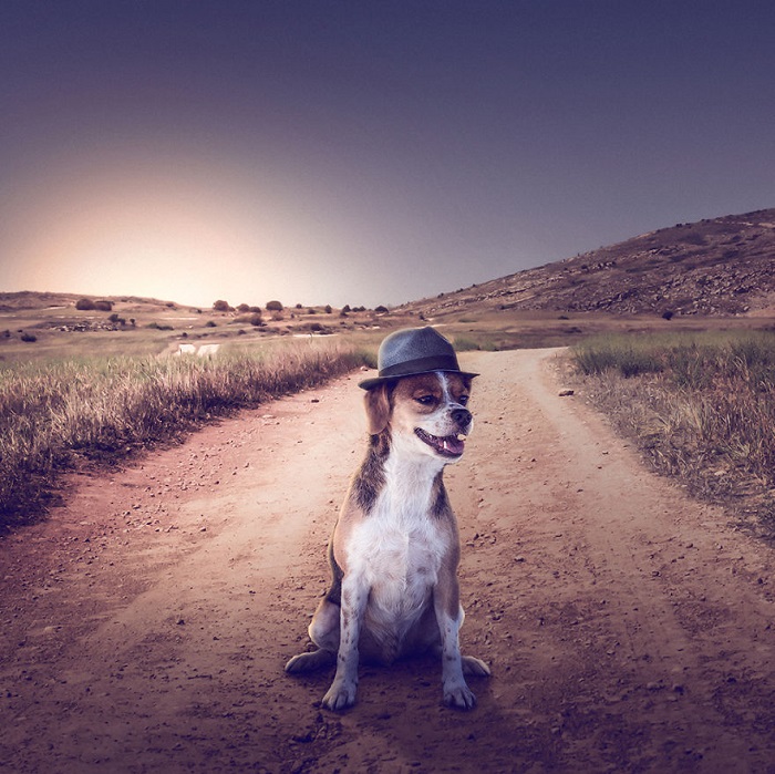 fotografía perro sombrero
