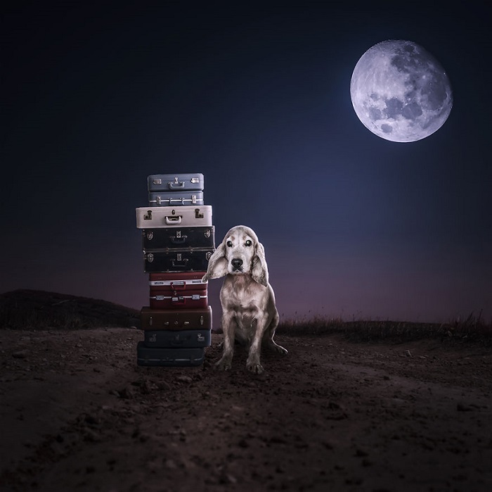 perro con maletas photoshop