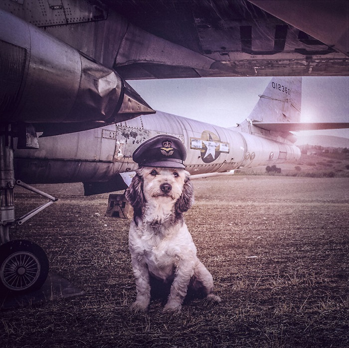 perro aviador photoshop